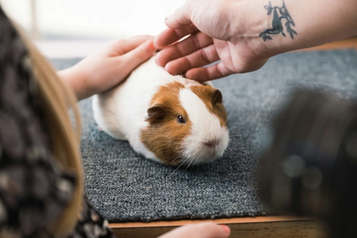 KC Pet Fest – Event_Image3 [EVENT]