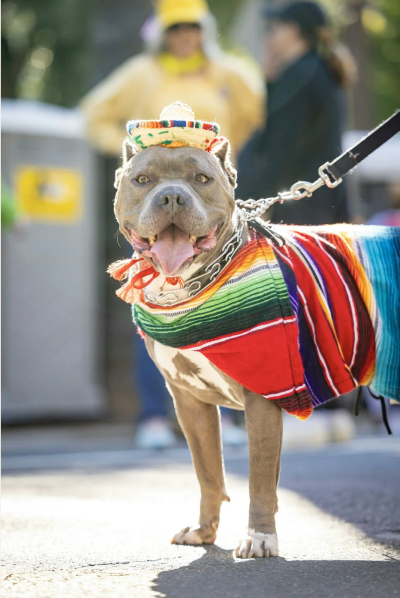 KC Pet Fest – Event_Image2 [EVENT]