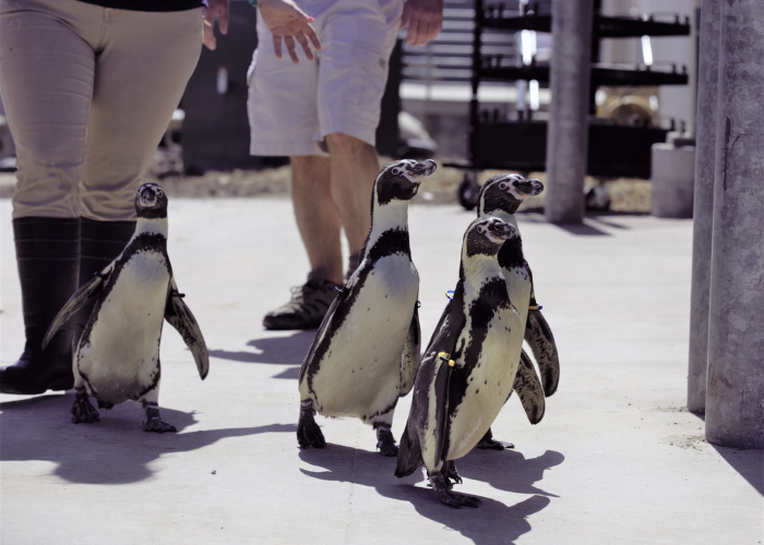 Penguin March at the Zoo – Event_Image [EVENT]