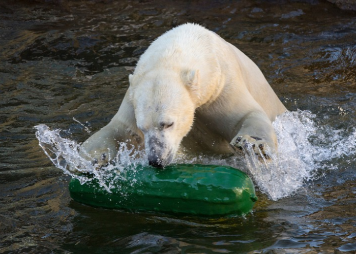 Polar Bear Day at the Zoo – Event_Image [EVENT]