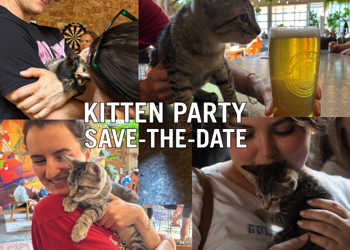 Soirée « Kitten Party » à la Casual Animal Brewing Company – Image de l'événement [EVENT]